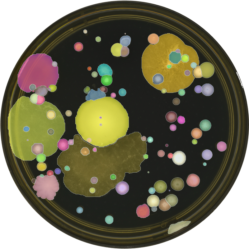 AI-analyzed colony morphology plate for environmental monitoring