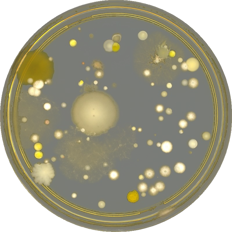 Original colony morphology image