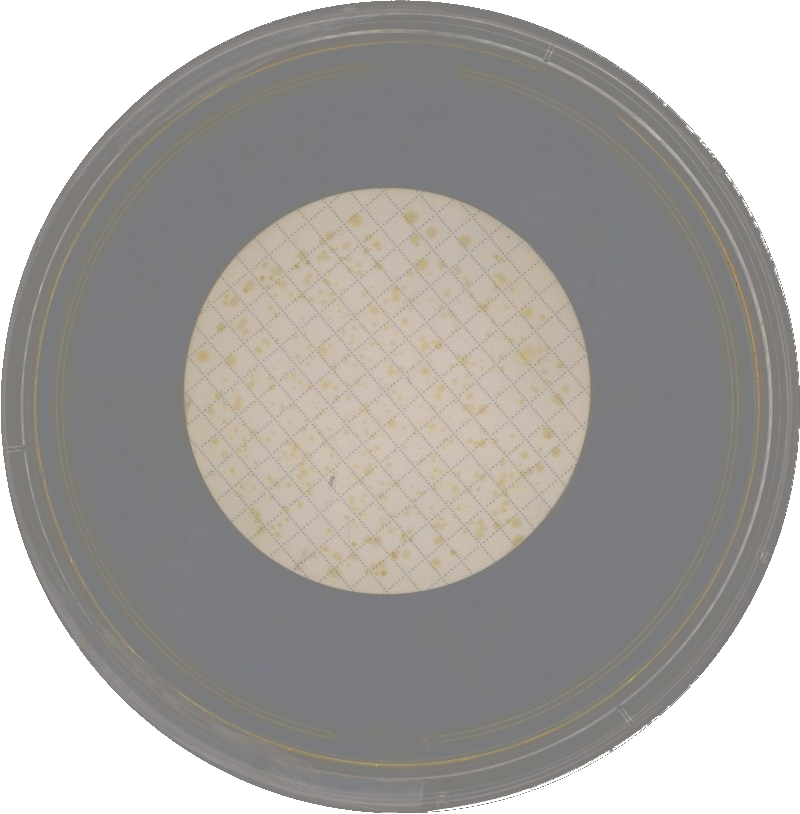 Original membrane colony image